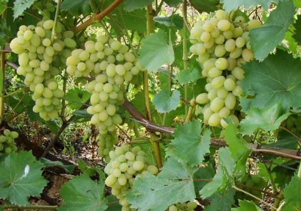 Виноград Плевен устойчивый – описание и основные характеристики сорта